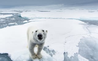 Картинка Белый медведь на льдине