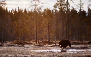Картинка Медведь в осеннем лесу