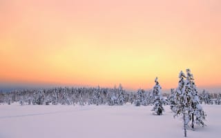 Картинка Розовое небо над зимним лесом