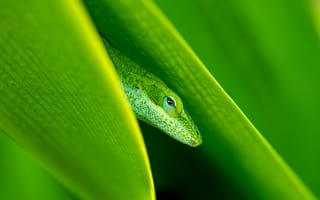 Картинка Зеленая ящерица в траве