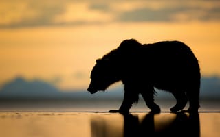 Картинка Медведь на закате