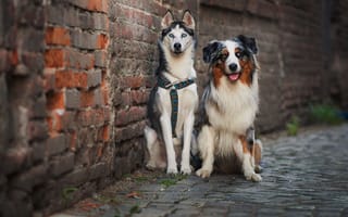Картинка Две собаки у кирпичной стены