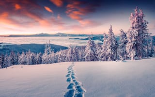 Картинка Зимний лес и следы на снегу