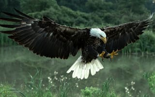 Картинка Белоголовый орлан приземляется