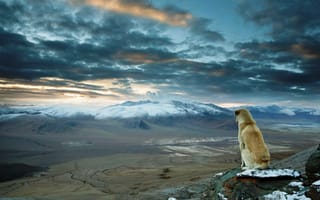 Картинка Собака смотрит Собака на Гималаи