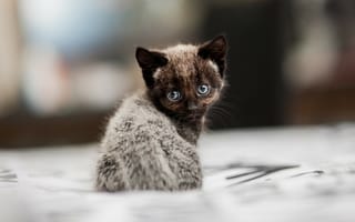 Картинка Серый котенок