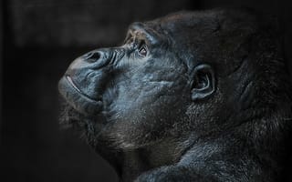 Картинка Голова гориллы