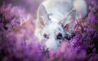 Картинка Собака в фиолетовых цветах