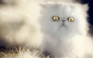 Картинка Удивленный белый кот