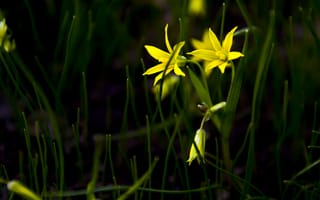 Картинка Желтые цветы в траве