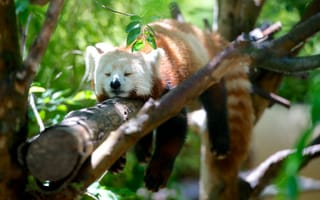 Картинка Спящая красная панда