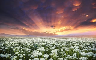 Картинка Закат над летним полем