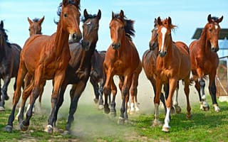 Картинка Табун бегущих лошадей