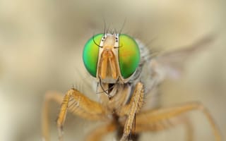 Картинка Глаза насекомого