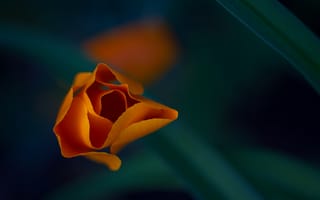 Картинка Оранжевый тюльпан, макро