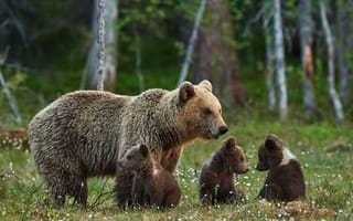 Картинка медведь, bear cub, семья, bear, медвежонок, family