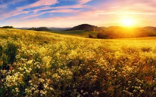 Картинка закат, meadow, field, sunset, луг, цветы, flowers, поле