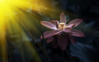 Картинка Цветок лотоса в лучах солнца