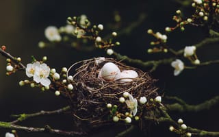 Обои Гнездо с яйцами на цветущей ветке