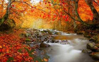 Картинка Ручей в осеннем лиственном лесу