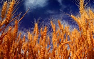 Картинка Колосья пшеницы и синее небо