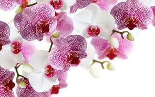 Картинка цветы, flowers, phalaenopsis, орхидея, фаленопсис, orchid