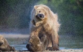 Обои медведь, капля, bear cub, bear, медвежонок, drop