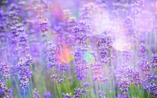 Обои цветы, lavender, лаванда, flowers