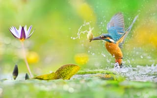 Картинка fish, water lily, water, рыба, bird, птица, кувшинка, вода