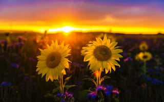 Картинка закат, flowers, sunflower, sunset, цветок, подсолнух, цветы, flower