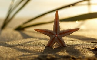 Картинка Морская звезда в песке