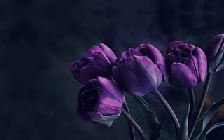 Картинка Фиолетовые тюльпаны
