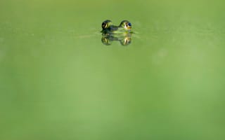 Обои лягушка, глаза, вода, eyes, reflection, отражение, frog, water