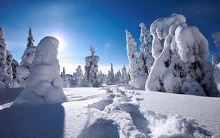 Картинка лес, snow, зима, Finland, ель, winter, sun, spruce, снег, солнце, Финляндия, forest