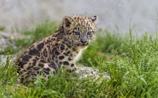 Картинка ирбис, Снежный барс, траваm grass, Snow Leopard