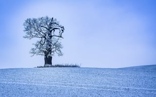 Картинка Одинокое дерево в снегу