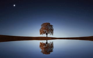 Картинка Одинокое дерево в ночном небе