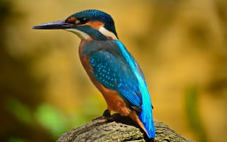 Обои голубой, bird, зимородок, птица, blue, kingfisher, beak, клюв