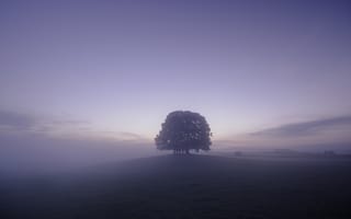 Обои Деревья в тумане