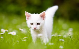 Обои трава, kitten, cat, кот, grass, котенок
