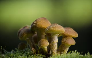 Картинка mushrooms, грыбы