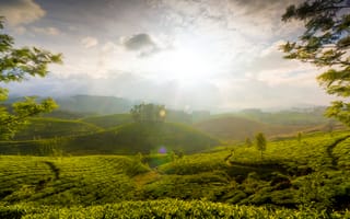 Картинка солнце, холм, sun, Индия, hill, Kerala, grass, Керала, india, трава, Холмы Муннар, Munnar Hills