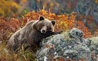Картинка осень, россия, медведь, баргузинский заповедник, бурятия