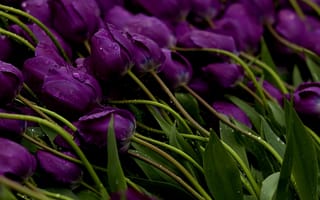 Картинка цветы, фиолетовые тюльпаны, тюльпан, капля, вода, роса