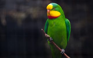 Обои попугай, зеленый попугай, птицы, ветка