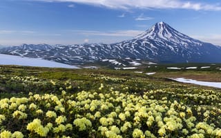Картинка цветы, камчатка, вулкан, вилючинский вулкан, россия, горы