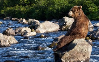Картинка река, ursus arctos, россия, бурый медведь, камни, медведь, камчатка