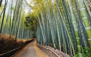 Картинка киото, парк, япония, бамбуковый лес, бамбук