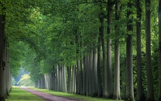 Картинка лес, бельгия, дерево, аллея