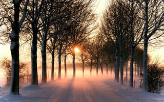 Картинка закат, деревья, аллея, зима, снег